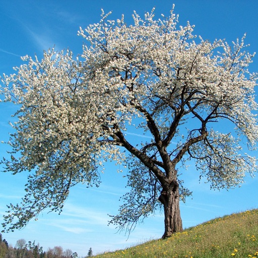 Экогид - Деревья летом Download