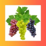 Healthy Foods