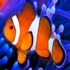 Top 30 Business Apps Like Aquarium Calc II - Best Alternatives