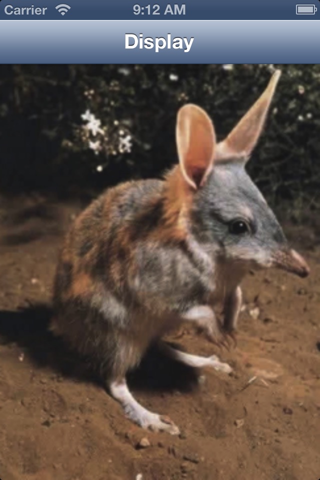 Australian Animal Alphabet screenshot 4