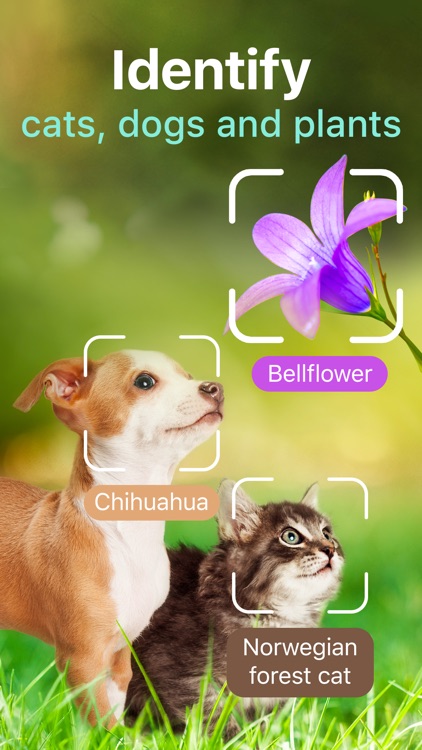 Plants, Cats & Dogs Scanner screenshot-0