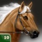 Icon My Horse Life Story Quiz Game
