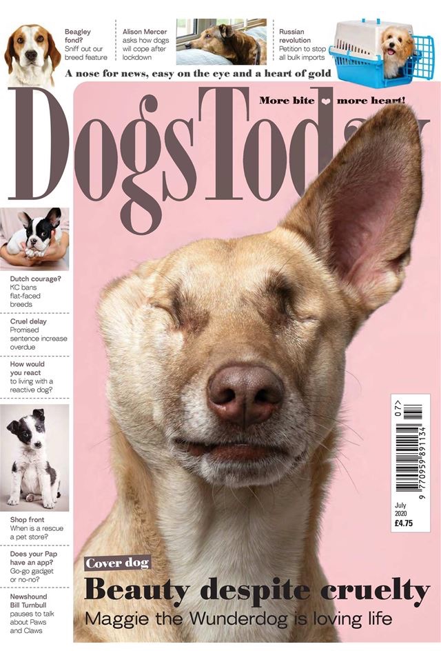 Dogs Today Magazine screenshot 4
