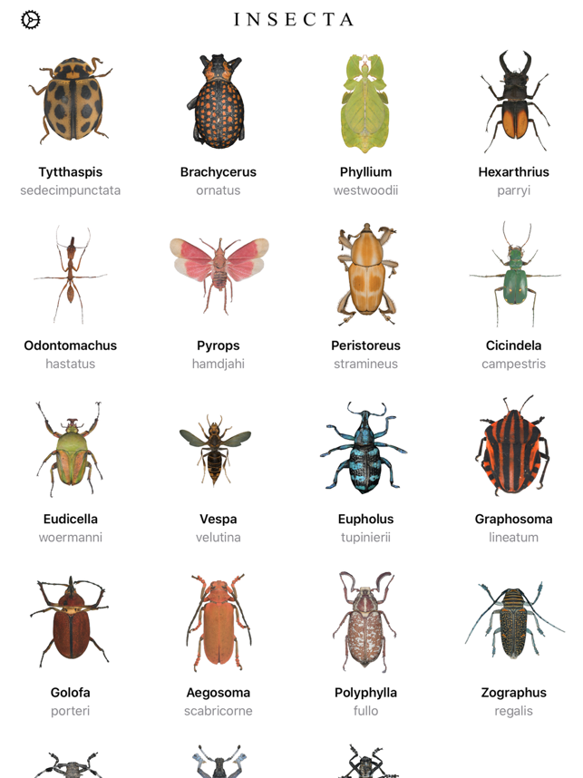 Insecta: Explore the World of Insects – Babadoodle