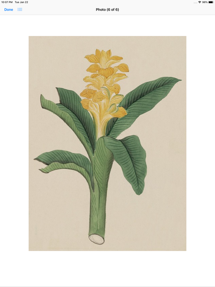 Floral Vintage Watercolors