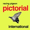Racing Pigeon International