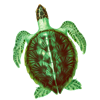 SeaTurtle - Coding for Kids