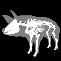 3D Pig Anatomy pour PC
