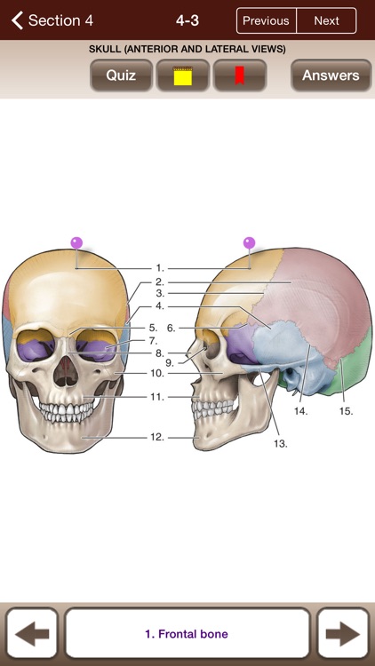 Lange Anatomy Flash Cards
