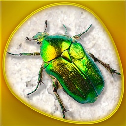 Insecta 360 Gold