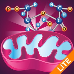 Biology Cellular Respiration P