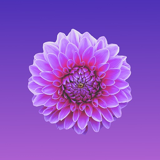 Flowers Stickers for Messages iOS App