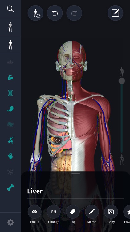 3D anatomy teamLabBody2020
