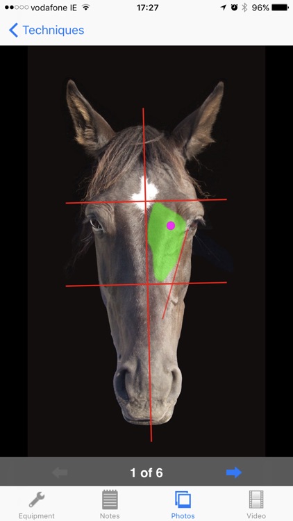 Equine Techniques