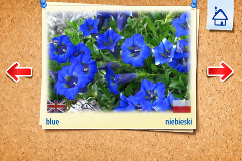 English Academy - Szybka Nauka screenshot 4