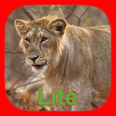 Activities of Animal Sounds For Fun