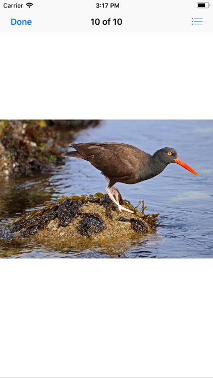 Oystercatcher Stickers screenshot-9