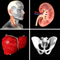 App Icon for Anatomy Quiz Pro App in United States IOS App Store