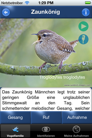 Vogelstimmen Id - Rufe,Gesänge screenshot 2