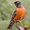 North American Birds and Sound