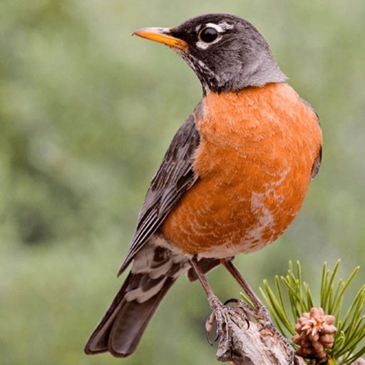 North American Birds and Sound