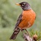 Presenting a completely free North American Birds Sounds compilation app with high quality sounds and songs of birds found in North America