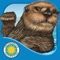 Join Sea Otter as his mother teaches him to dive, hunt, and survive on his own in the ocean