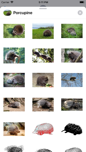 Porcupines(圖1)-速報App