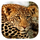 Top 37 Reference Apps Like Stuarts' SA Mammals 5th Ed - Best Alternatives