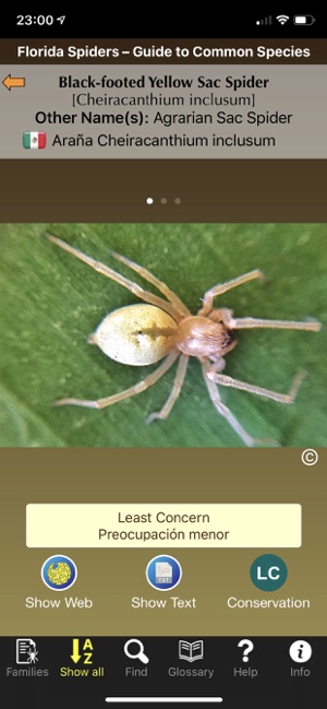 Florida Spiders(圖7)-速報App