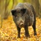 The goal is to develop an app that allows landowners, hunters, natural resource professionals and outdoor enthusiasts the ability to quantify feral hog damage as soon as they encounter it and estimate the type and economic impact of the damage