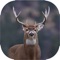 This app is designed for Hunting Camera Pro, you can control the hunting camera to snapshot a photo or record a video for the animal that work around the camera