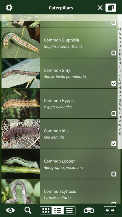 Caterpillar Id USA East Coast