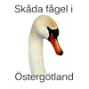Skåda fågel i Östergötland - Östergötlands ornitologiska förening