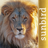 The Golden Safari Guide - Mullen & Pohland GbR