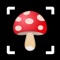 Mushroom Identifier app has made it easier to identify any mushroom by photo