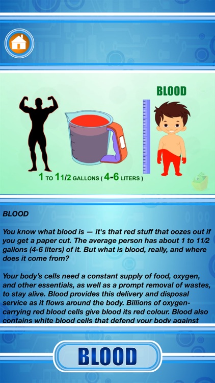 Human Body - Internal Organs