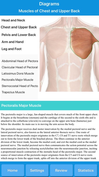 Muscle System Anatomy screenshot-5