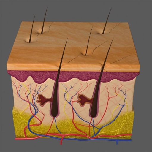 Integumentary System Quizzes