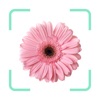 Icon Plantr - Plant Identifier app