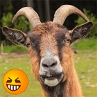 Top 30 Entertainment Apps Like Funny Goat Sounds - Best Alternatives