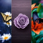 Macro Wallpapers HD