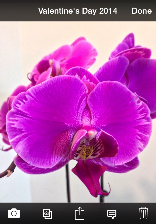 Orchid Album Lite screenshot 3
