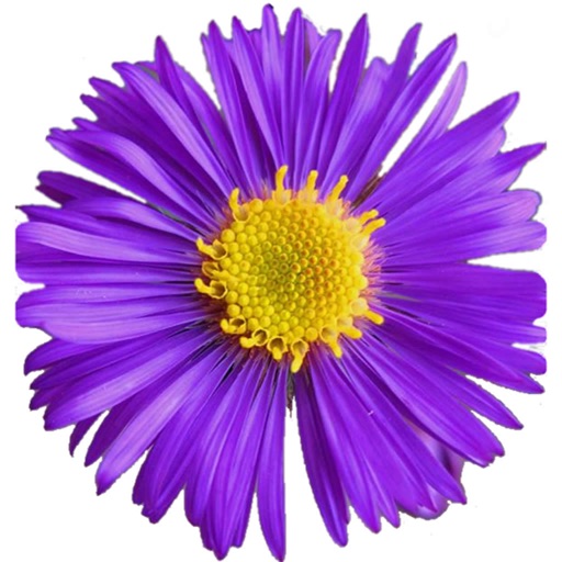 Glacier Wildflowers iPhone & iPad Game Reviews