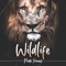 Icon Wildlife Photo Frames Deluxe