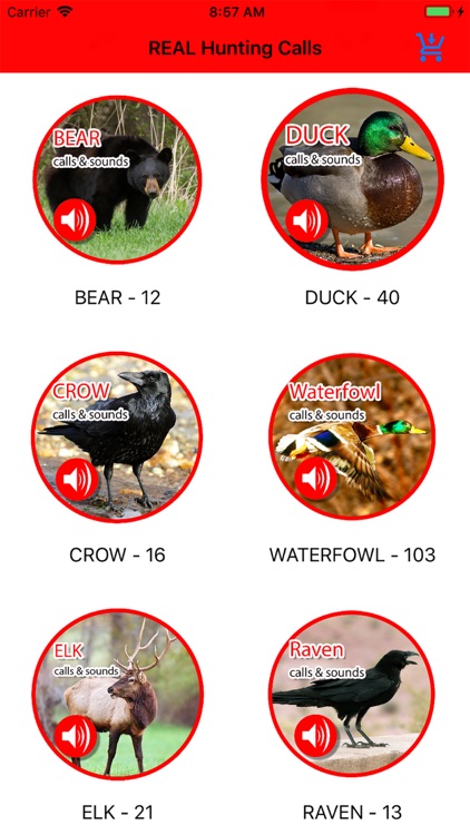 2000+ Animal Sounds Calls