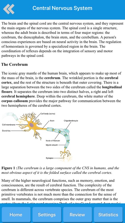 Human Nervous System Anatomy
