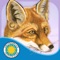 Join Mother and Father Fox as their teach their four cubs to hunt, escape danger, and survive on their own