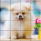 Tile Puzzle Pomeranian Dogs is a free puzzle game which based on a collection of lovely Pomeranian Dogs Pets images