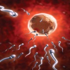 Human Reproduction Quizzes